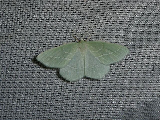 Hemistola chrysoprasaria - kékes zöldaraszoló