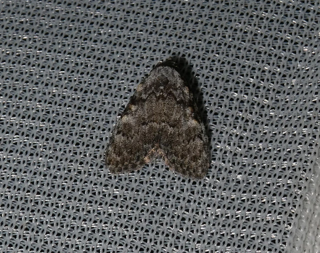 Meganola strigula - hamvas pamacsosszövő