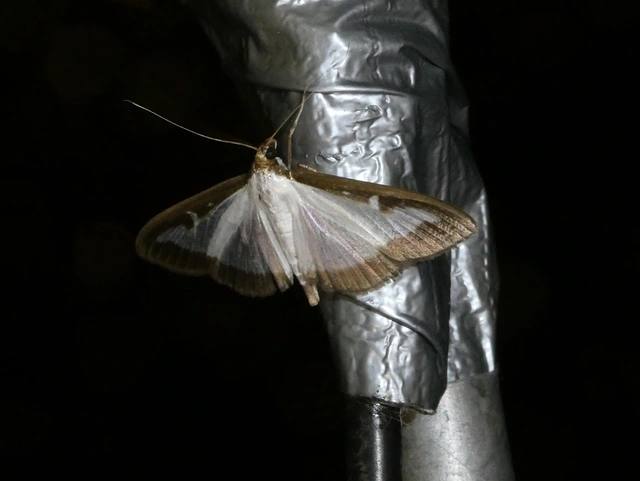 Cydalima perspectalis - puszpáng-tűzmoly