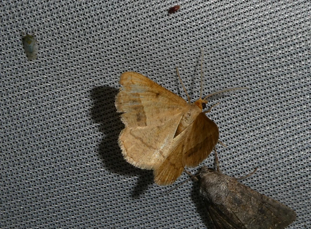 Tephrina arenacearia - lucerna-araszoló