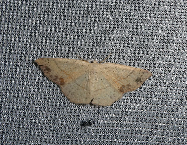 Cyclophora punctaria - sávos pettyesaraszoló