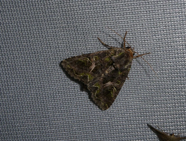 Trachea atriplicis - nyári zöldbagoly