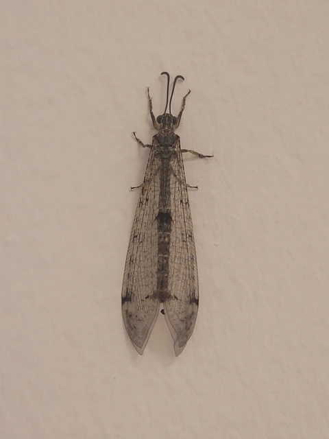 Distoleon tetragrammicus - négyfoltos hangyaleső