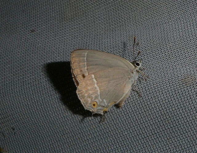 Neozephyrus quercus - tölgyfalepke