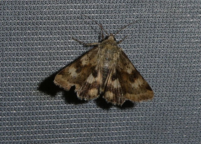 Heliothis adaucta - somkóróbagoly