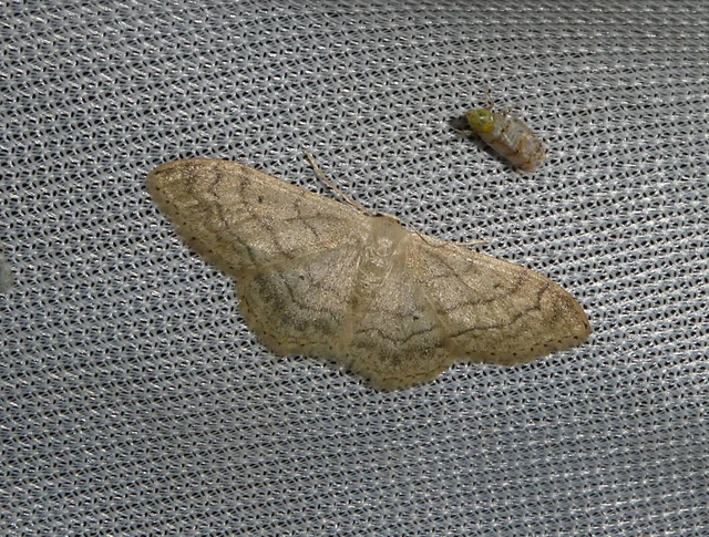 Idaea deversaria - egyszínű sávosaraszoló