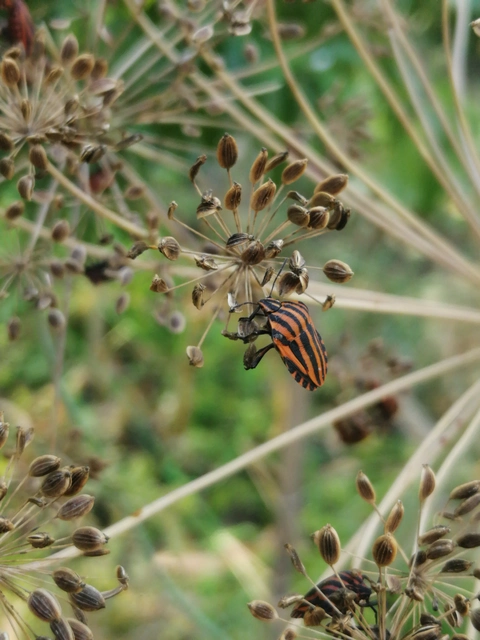 Graphosoma italicum - csíkos pajzsospoloska