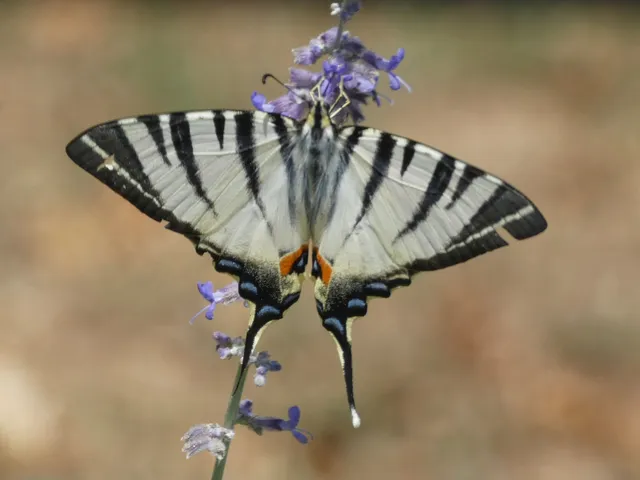 Iphiclides podalirius - kardoslepke