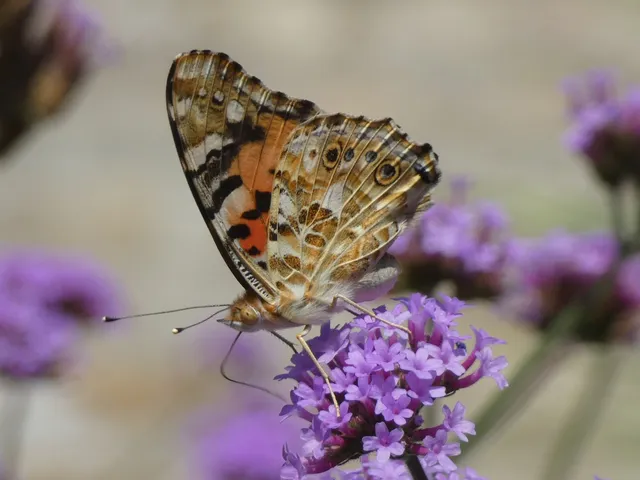 Vanessa cardui - bogáncslepke