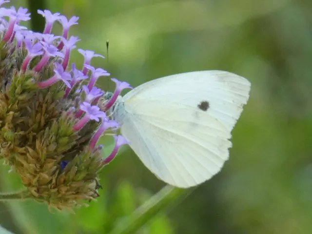 Pieris rapae - répalepke