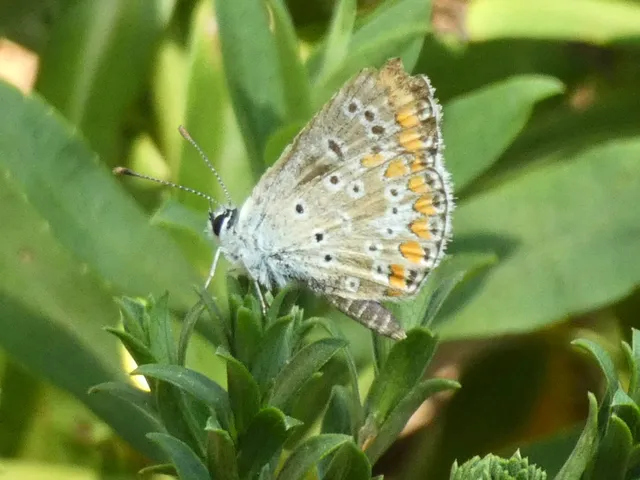 Aricia agestis - szerecsenboglárka