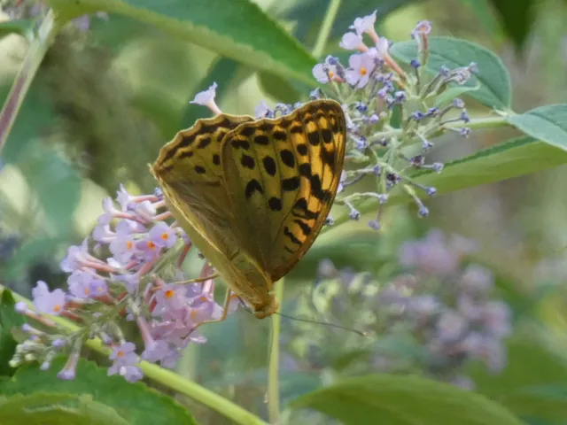 Argynnis pandora - zöldes gyöngyházlepke