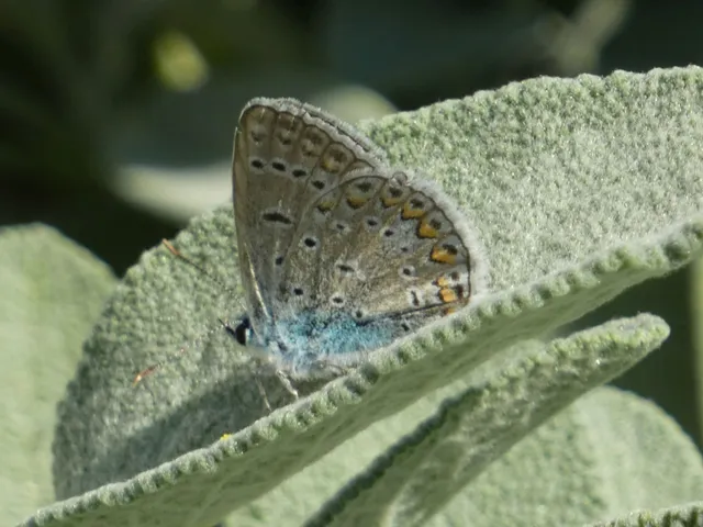 Polyommatus icarus - közönséges boglárka