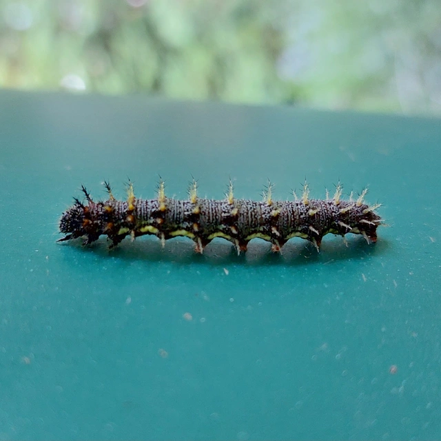 Vanessa atalanta - atalantalepke