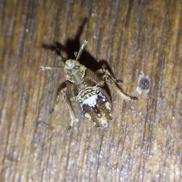 Asiraca clavicornis