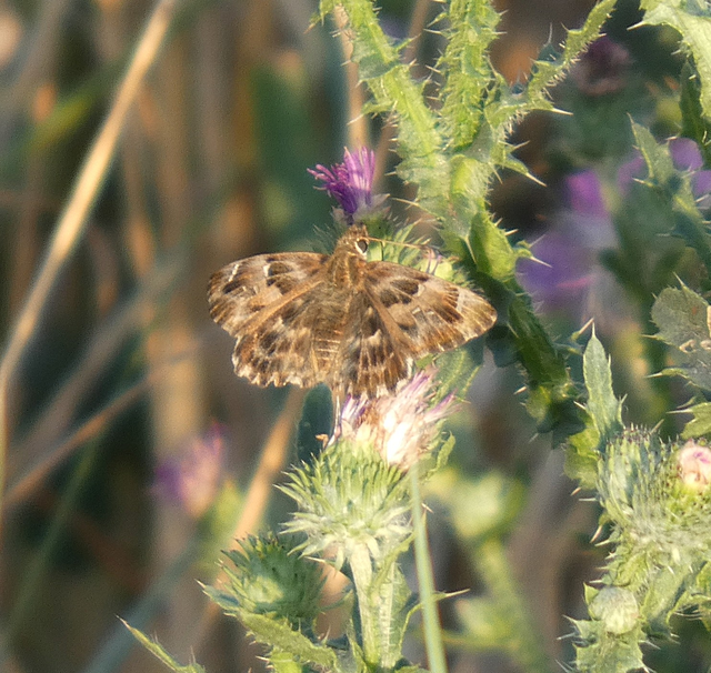 Carcharodus alceae - mályva-busalepke