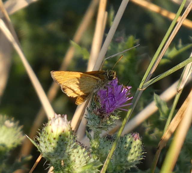 Ochlodes sylvanus - erdei busalepke