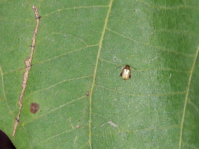 Longitarsus