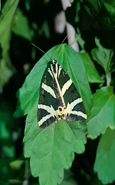 Euplagia quadripunctaria - csíkos medvelepke
