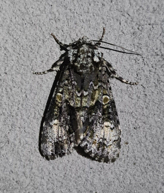 Craniophora ligustri - fagyalbagoly
