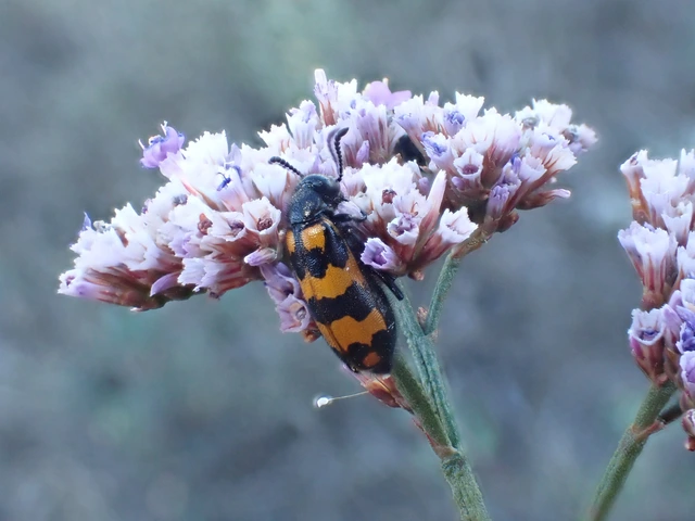 Mylabris pannonica - pannon hólyaghúzó Mylabris pannonica - pannon hólyaghúzó