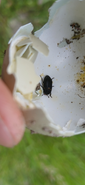 Dermestes laniarius - gyászos porva Dermestes laniarius - gyászos porva