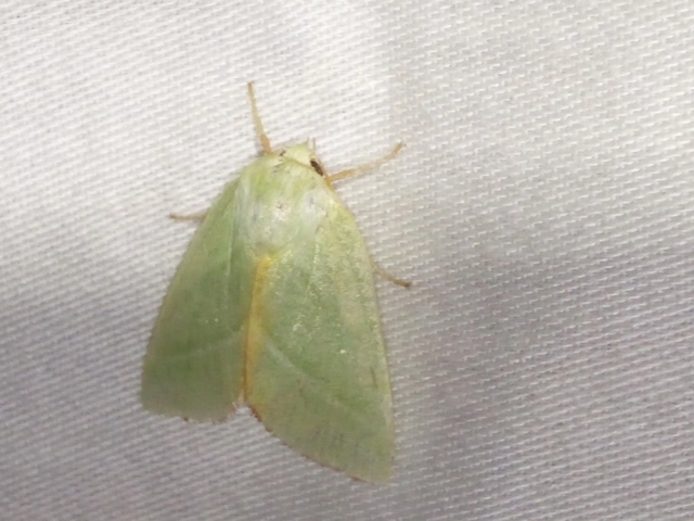 Pseudoips prasinana - bükkfa-zöldbagoly