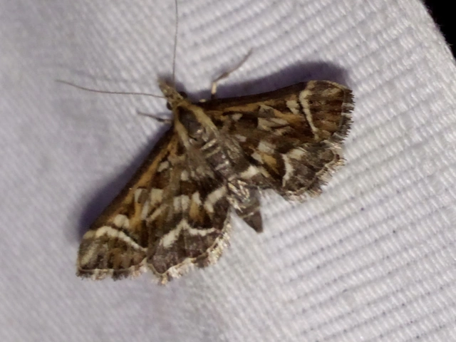 Diasemia reticularis - betűmintás tűzmoly