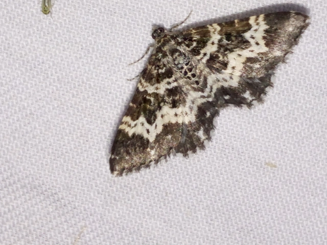 Epirrhoe tristata - gyászos tarkaaraszoló