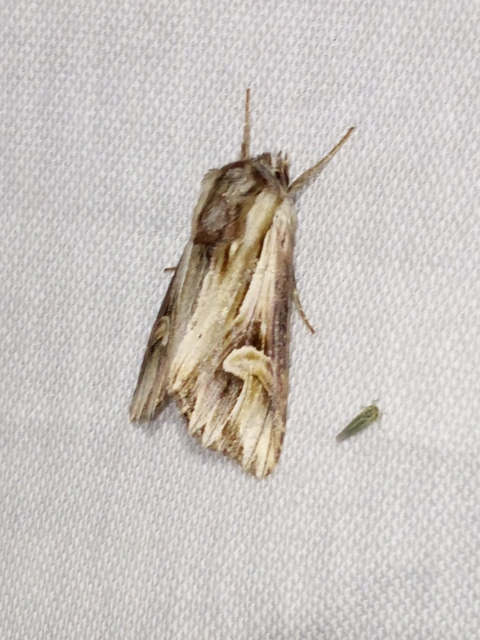 Actinotia polyodon - nagy sugarasbagoly