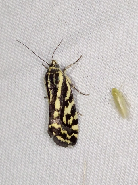 Emmelia trabealis - zebrabagoly