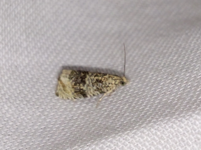 Celypha lacunana - vízparti tükrösmoly