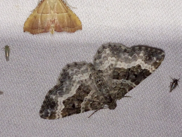 Epirrhoe alternata - galaj-tarkaaraszoló