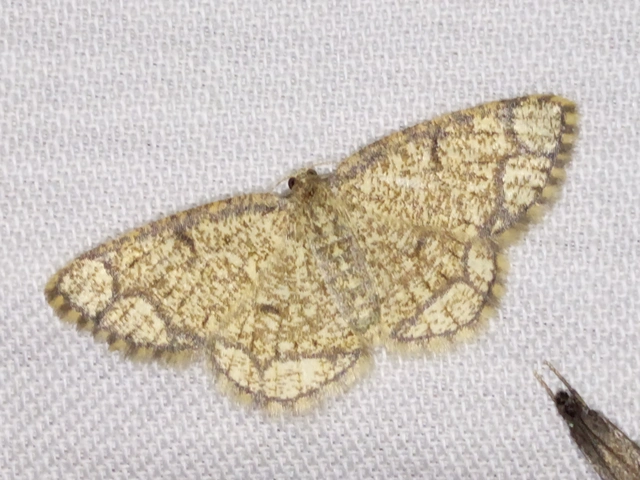 Stegania cararia - gyűrűs nyáraraszoló