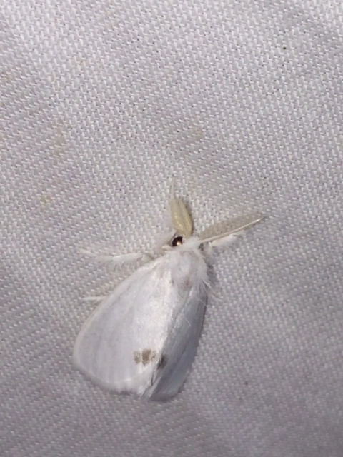 Sphrageidus similis - sárgafarú szövő