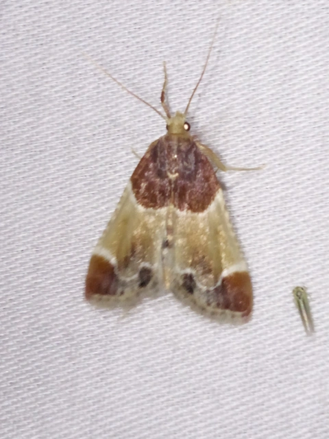 Pyralis farinalis - lisztilonca