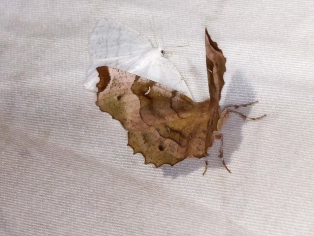Selenia tetralunaria - négyfoltos holdasaraszoló