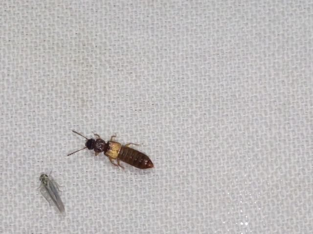 Anotylus rugosus - rovátkáshátú korhóholyva Anotylus rugosus - rovátkáshátú korhóholyva
