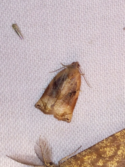 Archips podana - dudvarágó sodrómoly