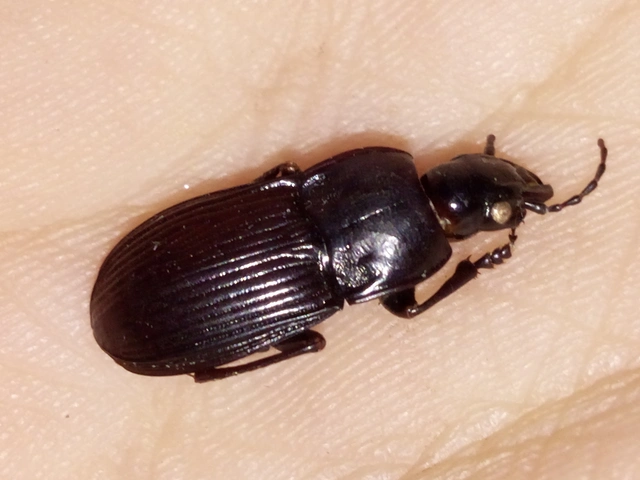 Abax carinatus - bordás szélesfutó