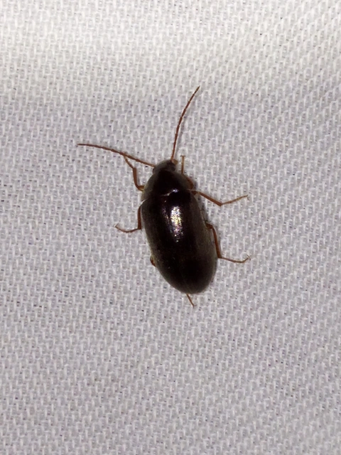 Hymenalia rufipes - rőtlábú alkonybogár