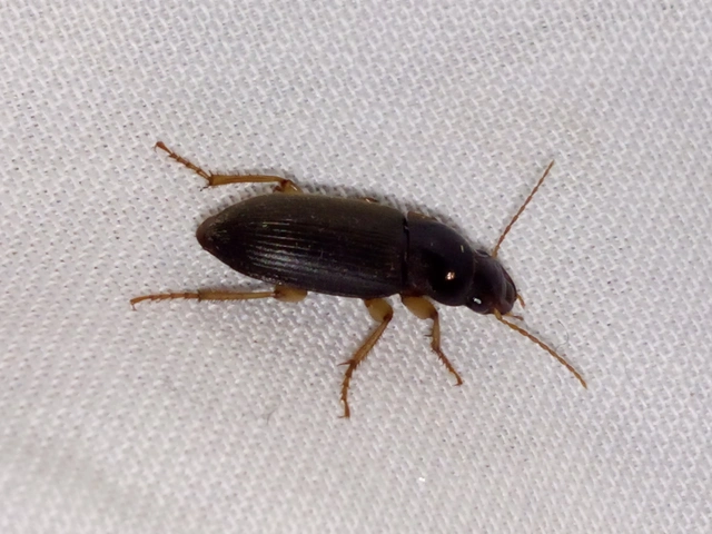 Harpalus griseus - kis selymesfutó