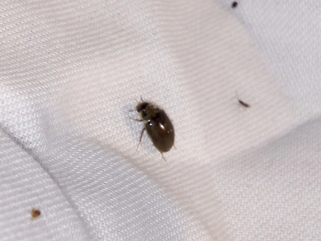 Hydrophilidae - csiborfélék