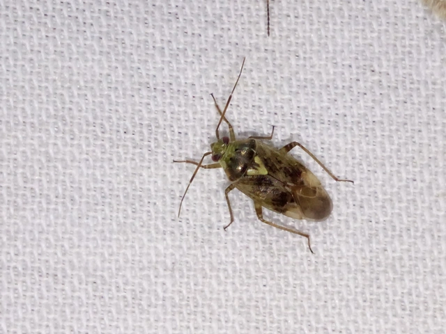 Lygus rugulipennis - molyhos mezeipoloska