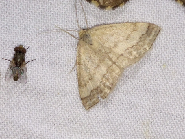 Scopula rubiginata - réti pirosaraszoló