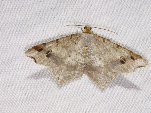 Macaria alternata - közönséges szürkearaszoló