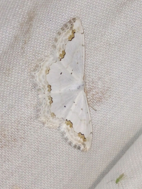 Scopula ornata - díszes fehéraraszoló