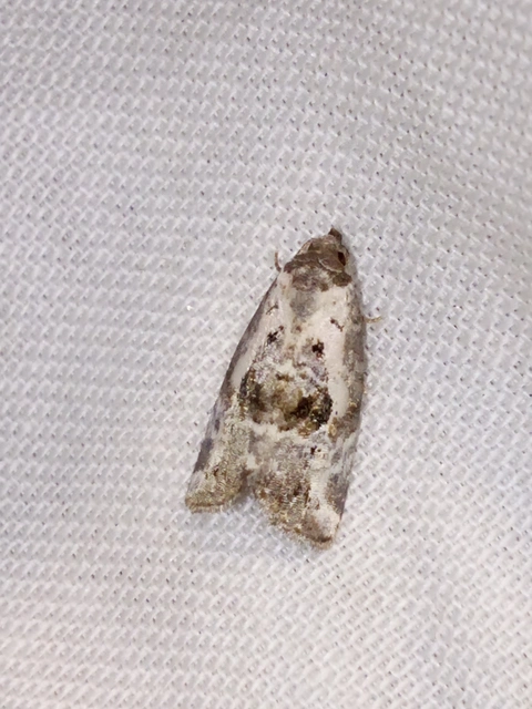 Hapalotis venustula - rózsaszínű mázasbagoly