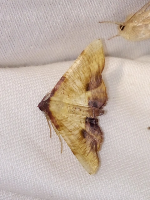 Plagodis dolabraria - baltaszárnyú araszoló