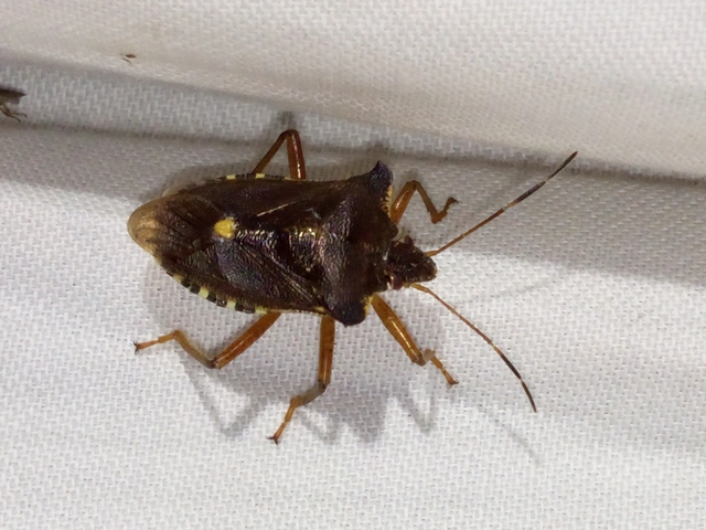 Pentatoma rufipes - vöröslábú címerespoloska Pentatoma rufipes - vöröslábú címerespoloska